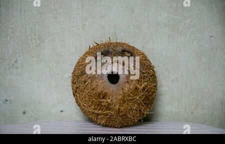 coconut fruit shell cut in half isolated Stock Photo