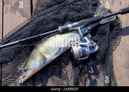 Freshwater zander fish know as sander lucioperca just taken from the water and fishing rod with reel on black fishing net. Fishing concept, good catch Stock Photo