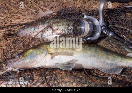 Fishing concept, trophy catch - big freshwater zander fish know as sander lucioperca just taken from the water and fishing rod with reel  on round kee Stock Photo
