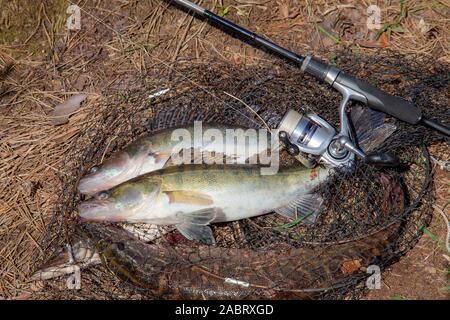Fishing concept, trophy catch - two big freshwater zander fish know as sander lucioperca just taken from the water and fishing rod with reel  on round Stock Photo