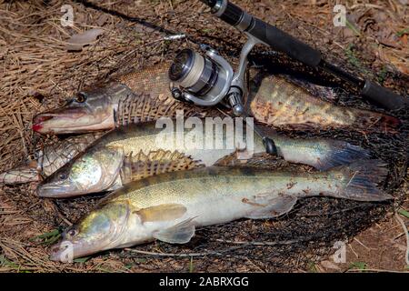 Fishing concept, trophy catch - two big freshwater zander fish know as sander lucioperca, pike fish know as Esox Lucius just taken from the water and Stock Photo