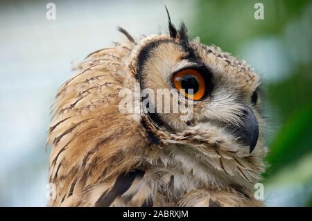 INDIAN EAGLE OWL Bubo bengalensis. Showing an owls ability to turn its head around for nearly 360 degrees enabling a wide panoramic field of view. Stock Photo