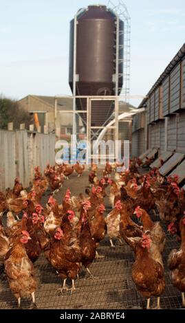 COLUMBIAN BAR-TAILED free range chickens.   Domestic variety of egg laying fowl.  Giant gravity fed food hopper in background. Hens here on wire floor Stock Photo