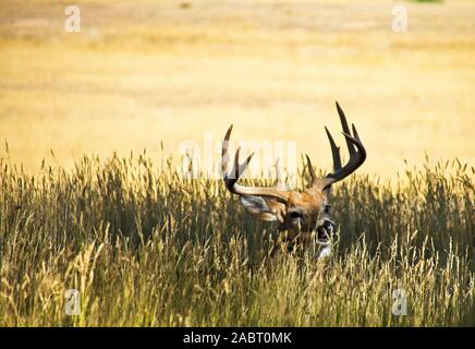 Whitetail Deer Buck Photographed in Colorado Stock Photo