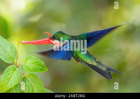 Great Sapphirewing - Pterophanes cyanopterus, beautiful large hummingbird with blue wings from Andean slopes of South America, Yanacocha, Ecuador. Stock Photo