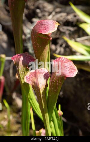 Sweet Pitcher plant ( Sarracenia Rubra ), example of a carnivorous insect eating plant, , Royal Botanic Garden Sydney, Sydney Australia. Stock Photo