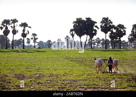 Team of oxen ploughing a field between palms by hand near Monywa, Myanmar. Stock Photo