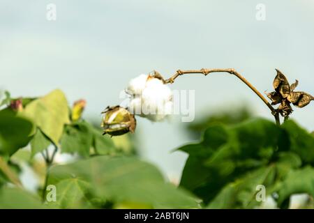 Close up of matured cotton flower and buds Stock Photo