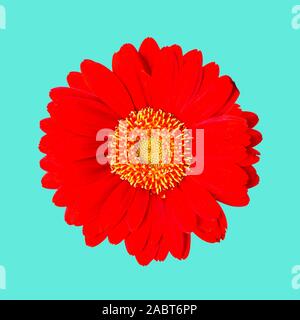Red gerbera isolated on a blue background with clipping path Stock Photo