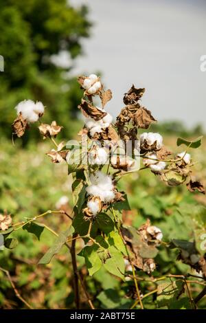 close up of white cotton flowers, green leaves and buds on branches in the field, Stock Photo