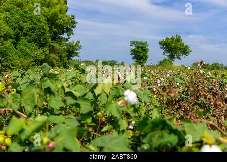 Rows of cotton plants in a field, nature background Stock Photo