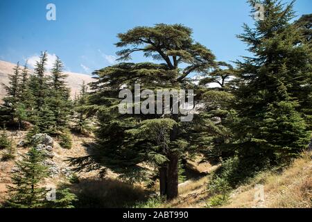 The Cedars of God, located at Bsharri, are one of the last vestiges of the extensive forests of the Lebanon cedar that once thrived across Mount Leban Stock Photo