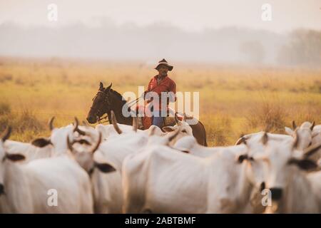 Pantaneiro cowboy working on a cattle ranch in South Pantanal Stock Photo