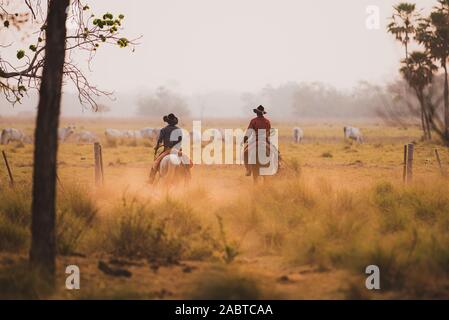 Pantaneiro cowboy working on a cattle ranch in South Pantanal Stock Photo