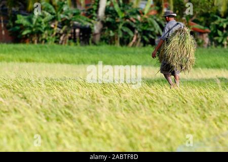 Farmer in rice field.  Kep. Cambodia. Stock Photo