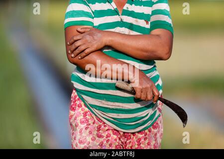 Asian farmer in rice field.  Kep. Cambodia. Stock Photo