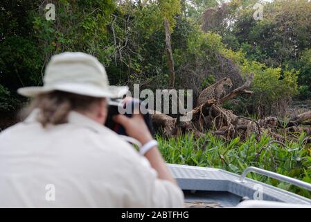 A tourist photographs a wild Jaguar in Porto Jofre, Pantanal. Stock Photo