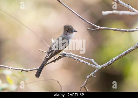 A Short-crested Flycatcher (Myiarchus ferox) from central Brazil Stock Photo
