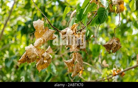 Close up of dried leaves hanging on the branches Stock Photo