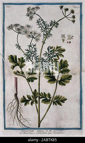 coriander vector frame Stock Photo - Alamy