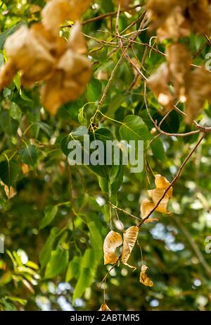 Yellow, orange, golden, green forest leaf. Nature in autumn. Stock Photo