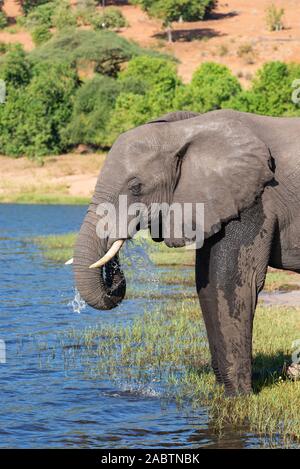 portrait of a african elephant drinking water from chobe river