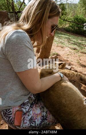 Female tourist touching, petting, stroking and cuddling a 4 month old lion cub (Panthera leo) at a breeding station near Cullinan, South Africa Stock Photo