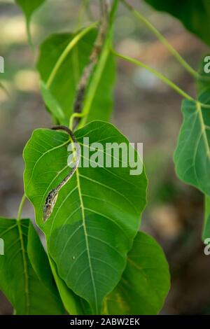 Portrait a green Asian vine snake resting on green leaves, other name is Boie's whip snake, Gunther's whip snake,