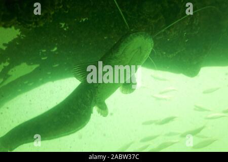 The wels catfish (Silurus glanis) also called sheatfish Stock Photo