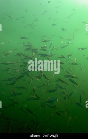 Underwater photo of school of Alburnoides bipunctatus, known vernacularly as the schneider, spirlin, bleak, riffle minnow, in Soderica Lake, Croatia Stock Photo