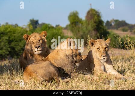 a family of three lions relaxing in the grass of the african savannah Stock Photo