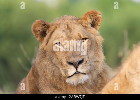 portrait of a young male lion relaxing in the grass