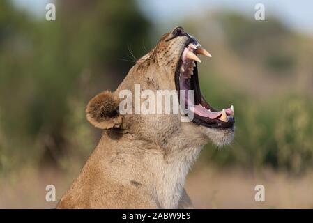 portrait of a female lion relaxing in the grass Stock Photo