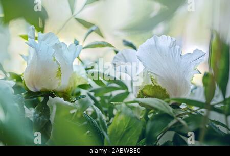 White Tree Peony buds, Paeonia suffruticosa ‘Feng Dan’, White Phoenix Stock Photo