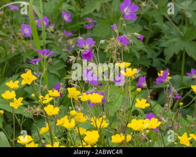 Sommerblumen in schwedischen Farben, Waldstorchschnabel, Stock Photo