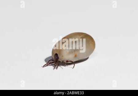 Castor bean tick, engorged with a blood meal, isolated on white background Stock Photo