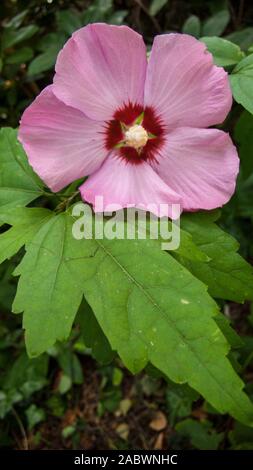 Garten Eibisch Hibiscus Syriacus Hamabo Stock Photo 333424441