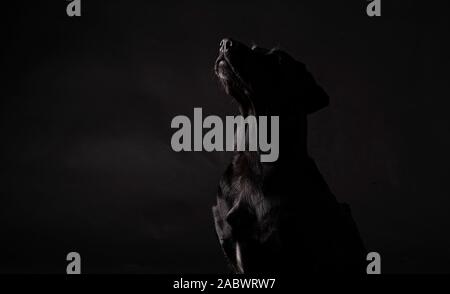 black labrador dog looking up on a black background Stock Photo