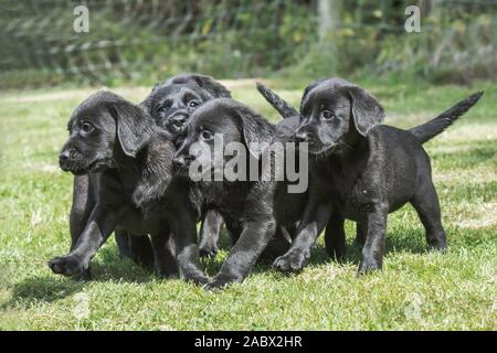 a litter of labrador puppies Stock Photo