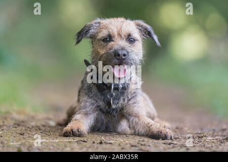 border terrier lying down looking into camera Stock Photo