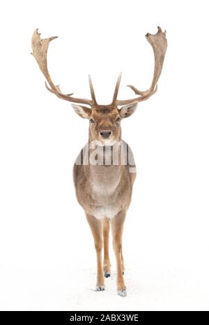 Fallow deer (Dama dama) with large antlers isolated on white background walking through the winter snow in Canada Stock Photo