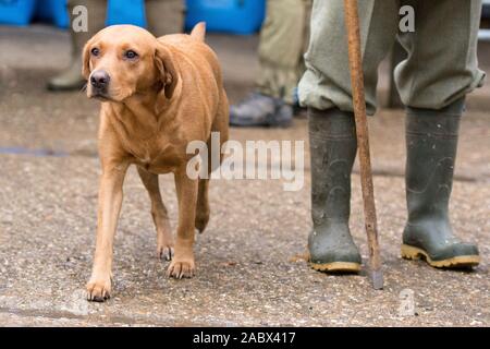 red fox labrador on a pheasant shoot Stock Photo