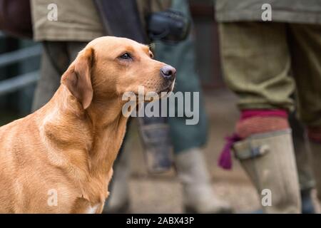 headshot of fox red labrador on a shoot day Stock Photo