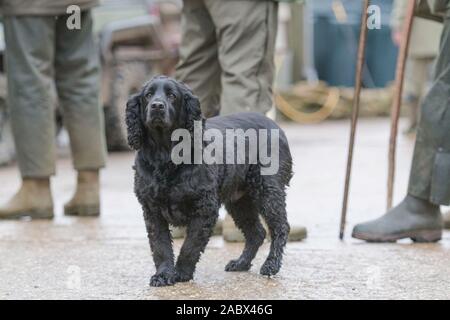 working cocker spaniel dog Stock Photo