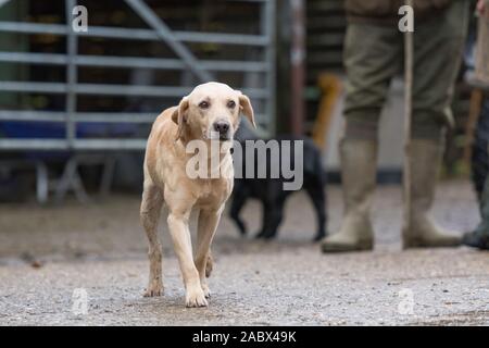 golden labrador on a pheasant shoot day Stock Photo