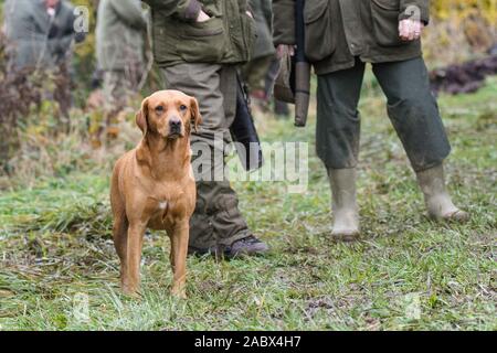 red fox labrador on a pheasant shoot Stock Photo