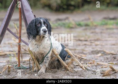 a wet spaniel on a peg on a shoot day Stock Photo