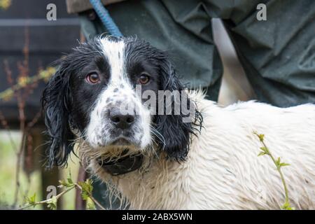 wet cocker spaniel on a shoot day Stock Photo