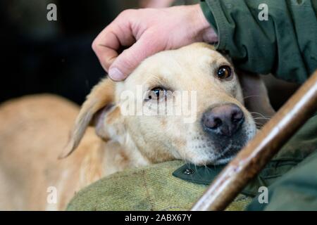 golden Labrador having a stroke on the beaters wagon Stock Photo