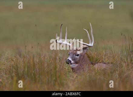 White-tailed deer buck resting in the grass in autumn during the rut in Canada Stock Photo